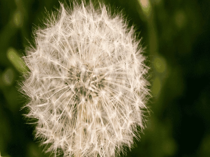 张女士成功案例